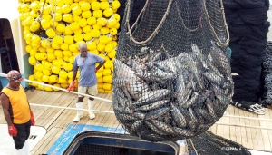 Solomon Islands’ fish exporters get a boost with new project